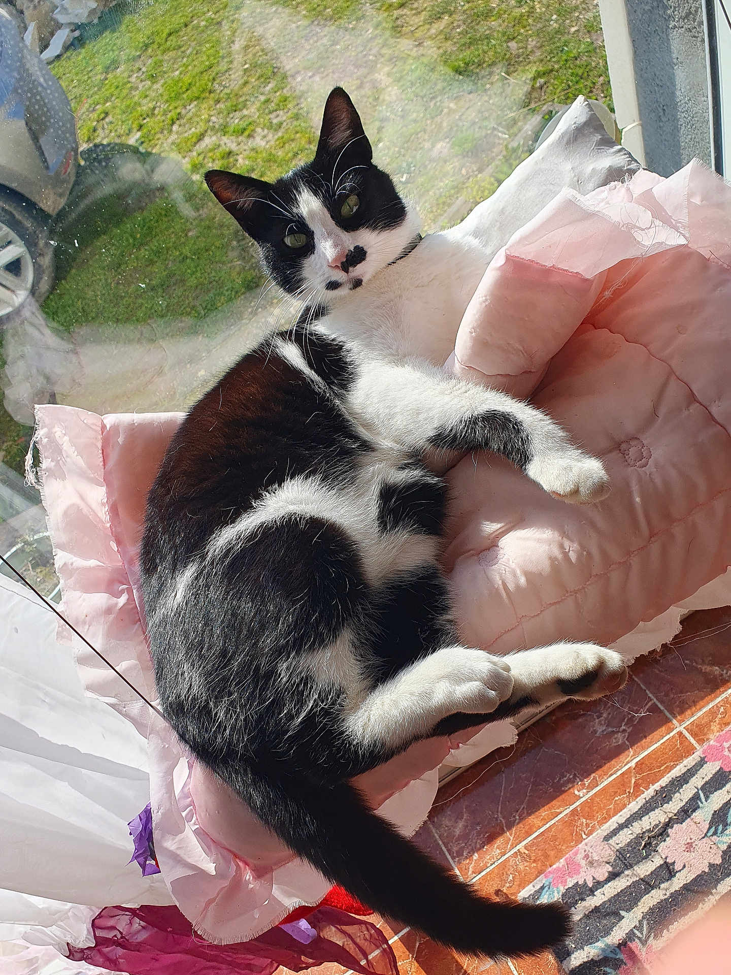 Tsuki participe au concours pour gagner de l'argent avec cette photo : cat, black_and_white, pillow, window, sunlight, indoor, pet, relaxed, animal, feline, fur, tail, whiskers, pink, cushion, home, daylight, resting, curious, floor