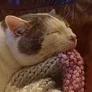 Crapule participe au concours pour gagner de l'argent avec cette photo : cat, sleeping, knitted_blanket, cozy, closeup, feline, whiskers, fur, resting, indoor, comfort, cute, pet, relaxation, warm, soft, head, texture, yarn, nap