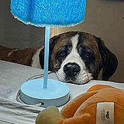 Gia is registered to the contest to win money with this photo: animal, brown_and_white, close_up, companionship, cozy, curious, cute, dog, home, indoor, lamp, nostalgic, pet, plush_toy, portrait, relaxed, resting, soft_lighting, table, waiting