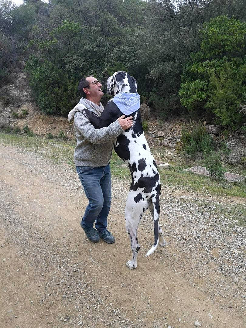 Brutus participe au concours pour gagner de l'argent avec cette photo : adventure, boot, canidae, carnivore, companion_dog, dalmatian, dog, dog_breed, dog_hiking, fawn, leg, plant, recreation, sky, snout, soil, sporting_group, tree, walking, working_animal