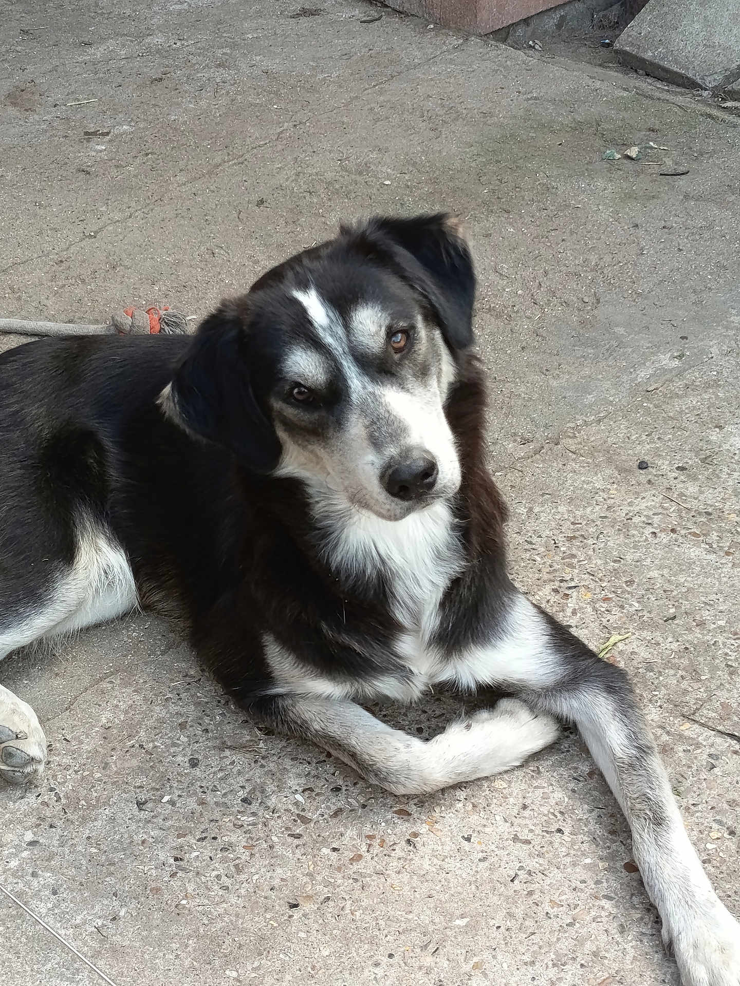 Vito participe au concours pour gagner de l'argent avec cette photo : dog, canine, pet, black_and_white, laying_down, outdoor, concrete, curious, head_tilt, fur, animal, mammal, friendly, domestic, quiet, resting, close_up, companion, cute, alert