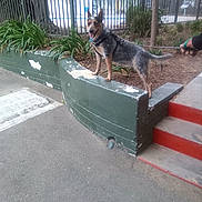 Girl joined the competition — help win amazing prizes! blue_collar, concrete, daylight, dog, ears, fence, greenery, happy, leash, outdoor, person_hand, pet, plants, residential, sidewalk, stairs, standing, tail, tongue, urban