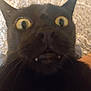 black_cat, cat_face, close_up, wide_eyes, fangs, pet, indoor, carpet, fur, whiskers, animal, surprised_expression, cute, domestic_cat, close_range, blurred, feline, background, indoor_lighting, portrait