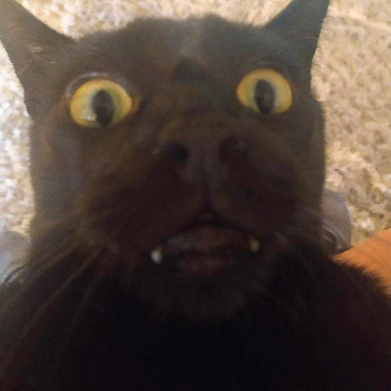 Mandingo is registered to the contest to win money with this photo: animal, background, black_cat, blurred, carpet, cat_face, close_range, close_up, cute, domestic_cat, fangs, feline, fur, indoor, indoor_lighting, pet, portrait, surprised_expression, whiskers, wide_eyes