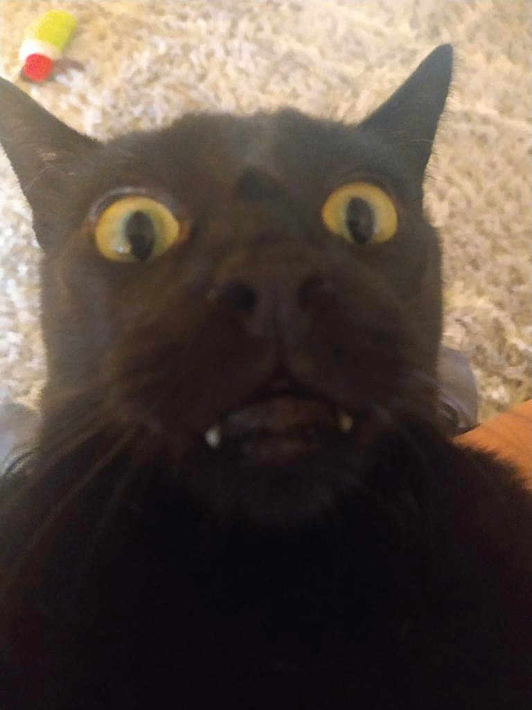 Mandingo is registered to the contest to win money with this photo: black_cat, cat_face, close_up, wide_eyes, fangs, pet, indoor, carpet, fur, whiskers, animal, surprised_expression, cute, domestic_cat, close_range, blurred, feline, background, indoor_lighting, portrait