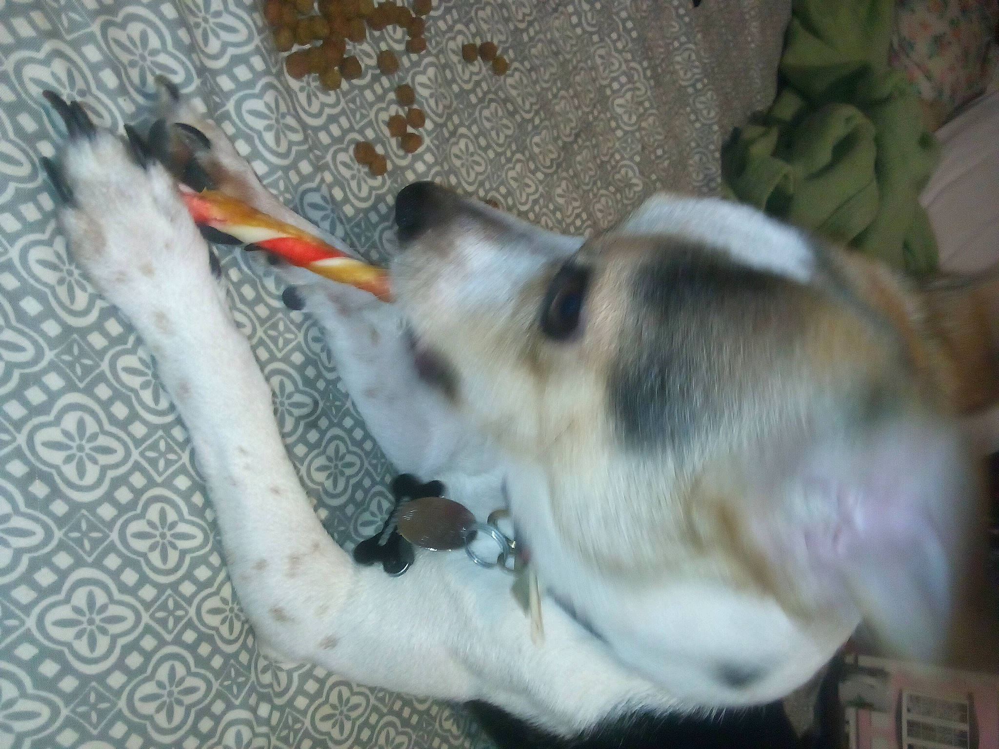 Bolt joined the competition — help win amazing prizes! canidae, carnivore, companion_dog, dog, dog_breed, fawn, felidae, flooring, fur, herding_dog, paw, pet_supply, sled_dog, small_to_medium_sized_cats, snout, sporting_group, tail, terrestrial_animal, whiskers, working_dog