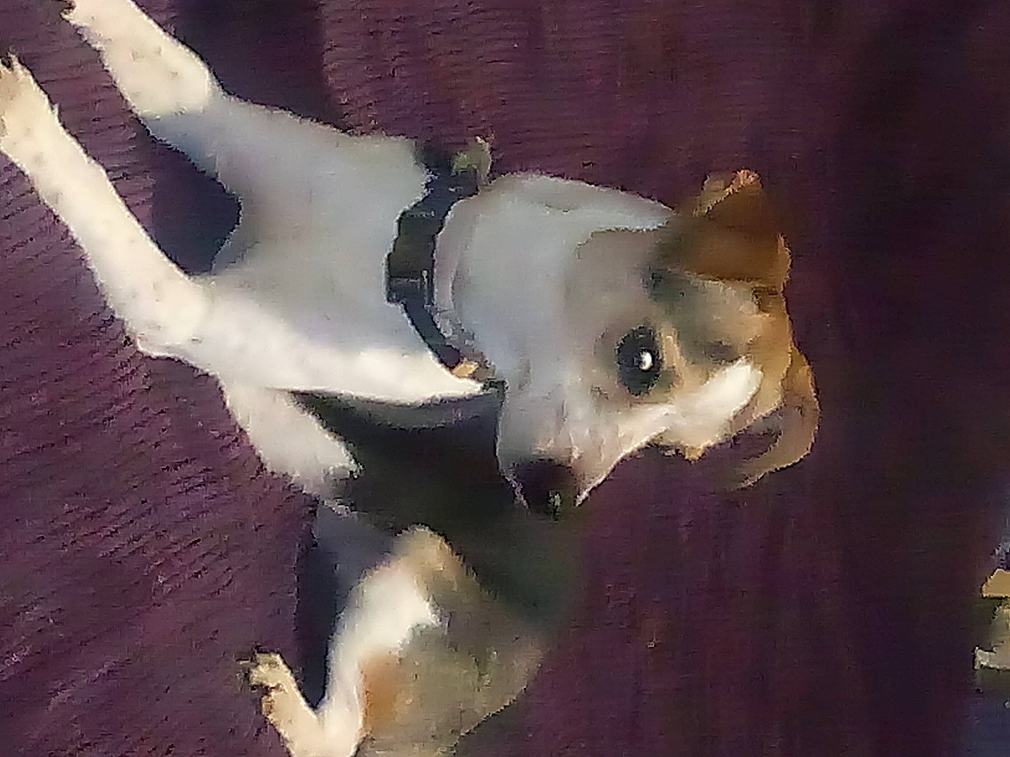 Bolt is registered to the contest to win money with this photo: art, canidae, carnivore, companion_dog, dog, dog_breed, ear, fawn, fur, non_sporting_group, red_eye_effect, sporting_group, tail, tints_and_shades, visual_arts, whiskers, working_animal