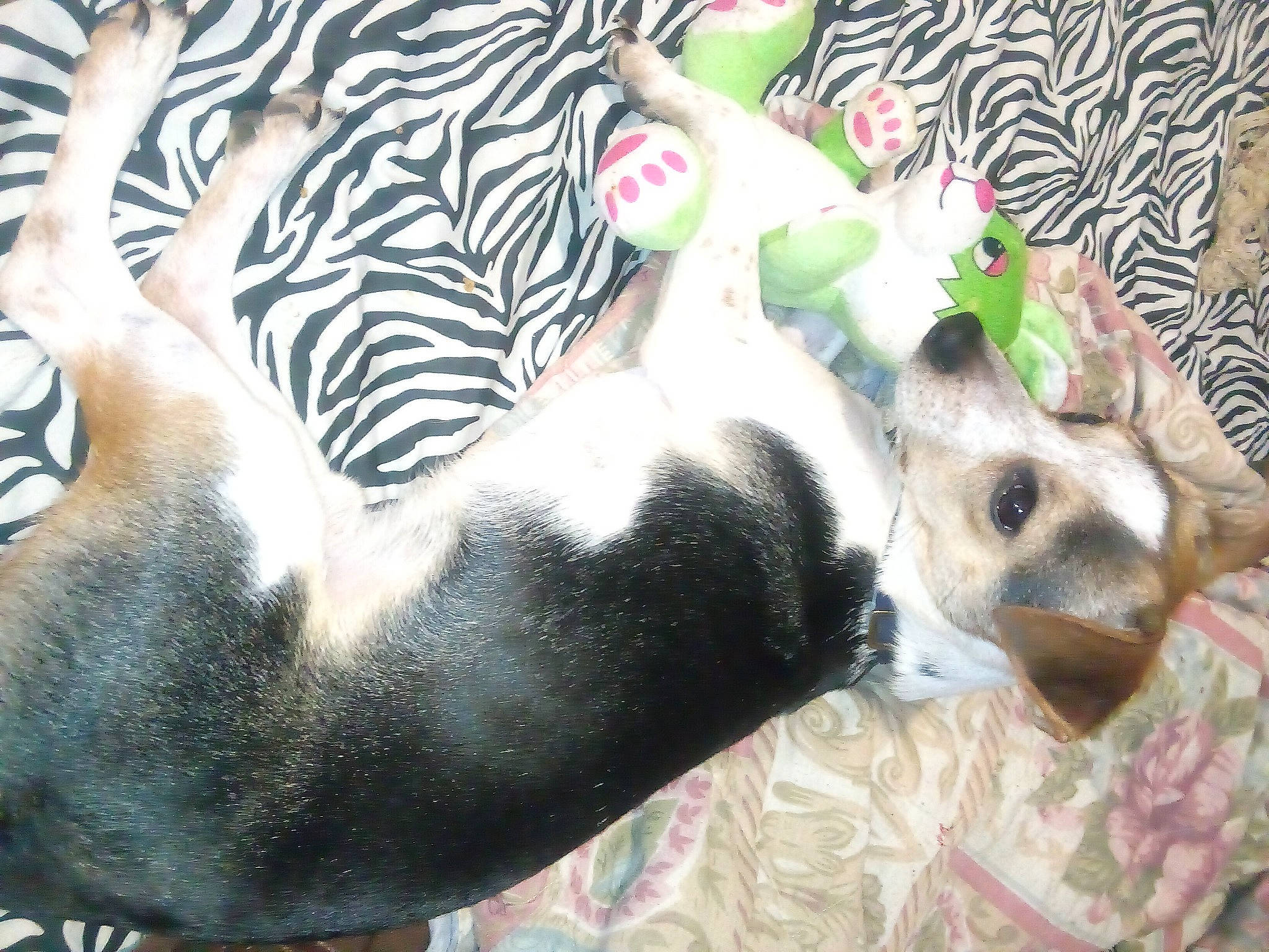 Bolt joined the competition — help win amazing prizes! canidae, carnivore, companion_dog, couch, dog, dog_breed, dog_supply, fawn, foot, fur, non_sporting_group, paw, plant, snout, sporting_group, tail, terrestrial_animal, toy, toy_dog, whiskers