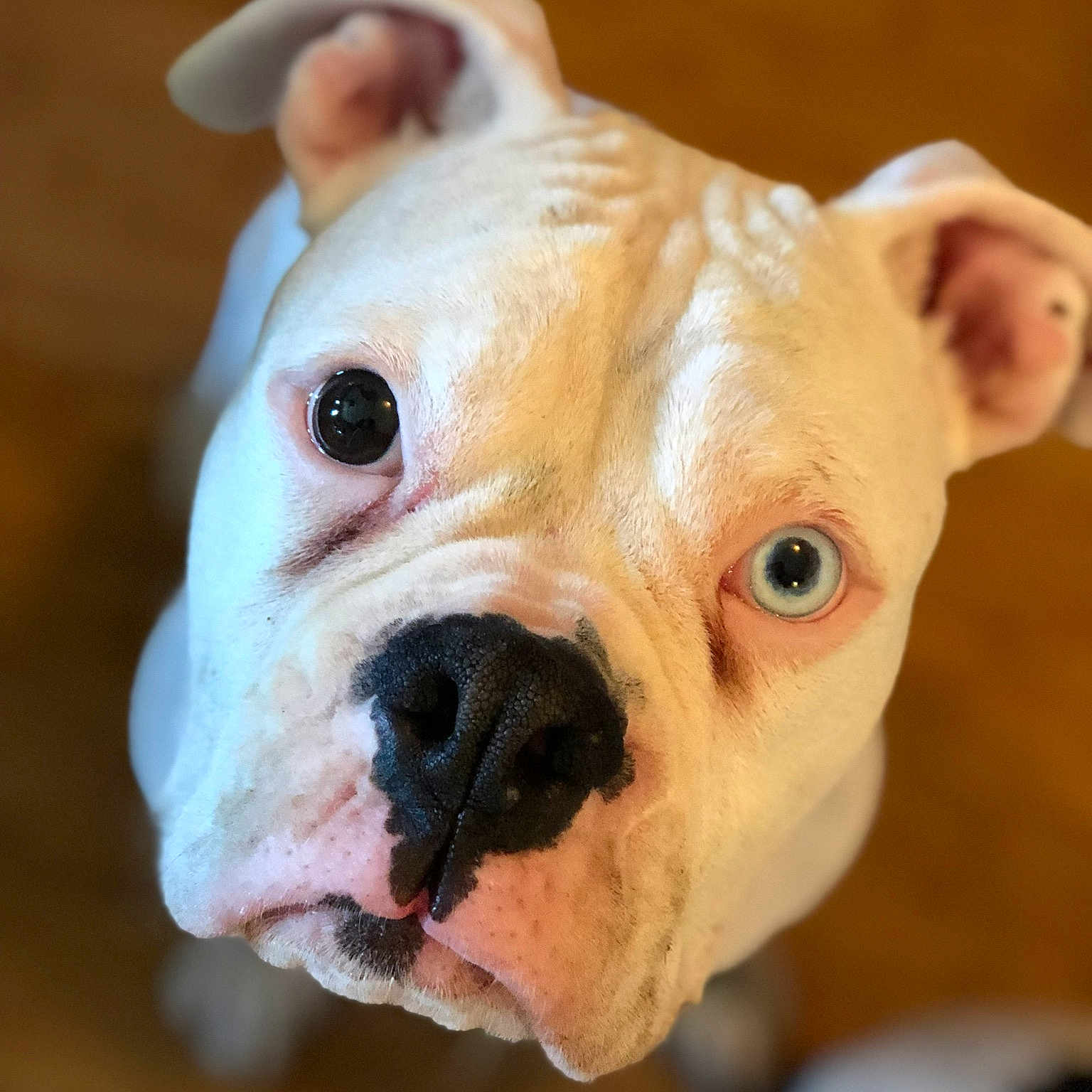 Pedey is registered to the contest to win money with this photo: american_bulldog, australian_bulldog, british_bulldogs, bulldog, carnivoran, dog, dog_breed, dog_breed_group, dog_like_mammal, mammal, non_sporting_group, old_english_bulldog, olde_english_bulldogge, puppy, snout, toy_bulldog, valley_bulldog, vertebrate, white_english_bulldog