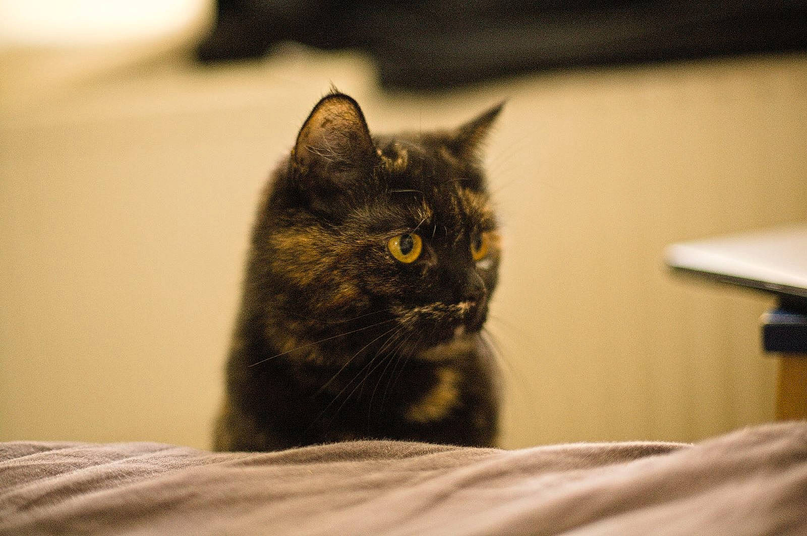 Diana a rejoint le concours — aidez-le/la à gagner de superbes lots ! bed, black_cat, carnivore, cat, comfort, domestic_short_haired_cat, felidae, fur, grey, monochrome_photography, room, small_to_medium_sized_cats, snout, whiskers