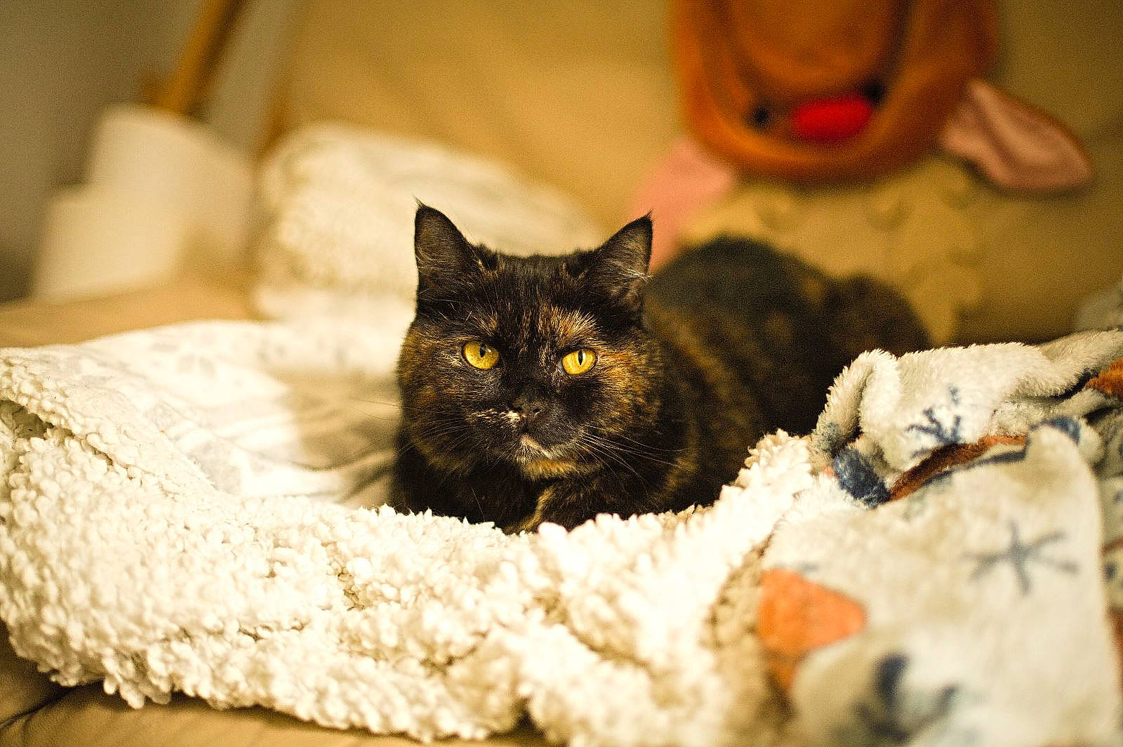 Diana participe au concours pour gagner de l'argent avec cette photo : bed, bedding, carnivore, cat, cat_bed, cat_supply, comfort, domestic_short_haired_cat, felidae, fur, linens, nap, small_to_medium_sized_cats, snout, terrestrial_animal, whiskers