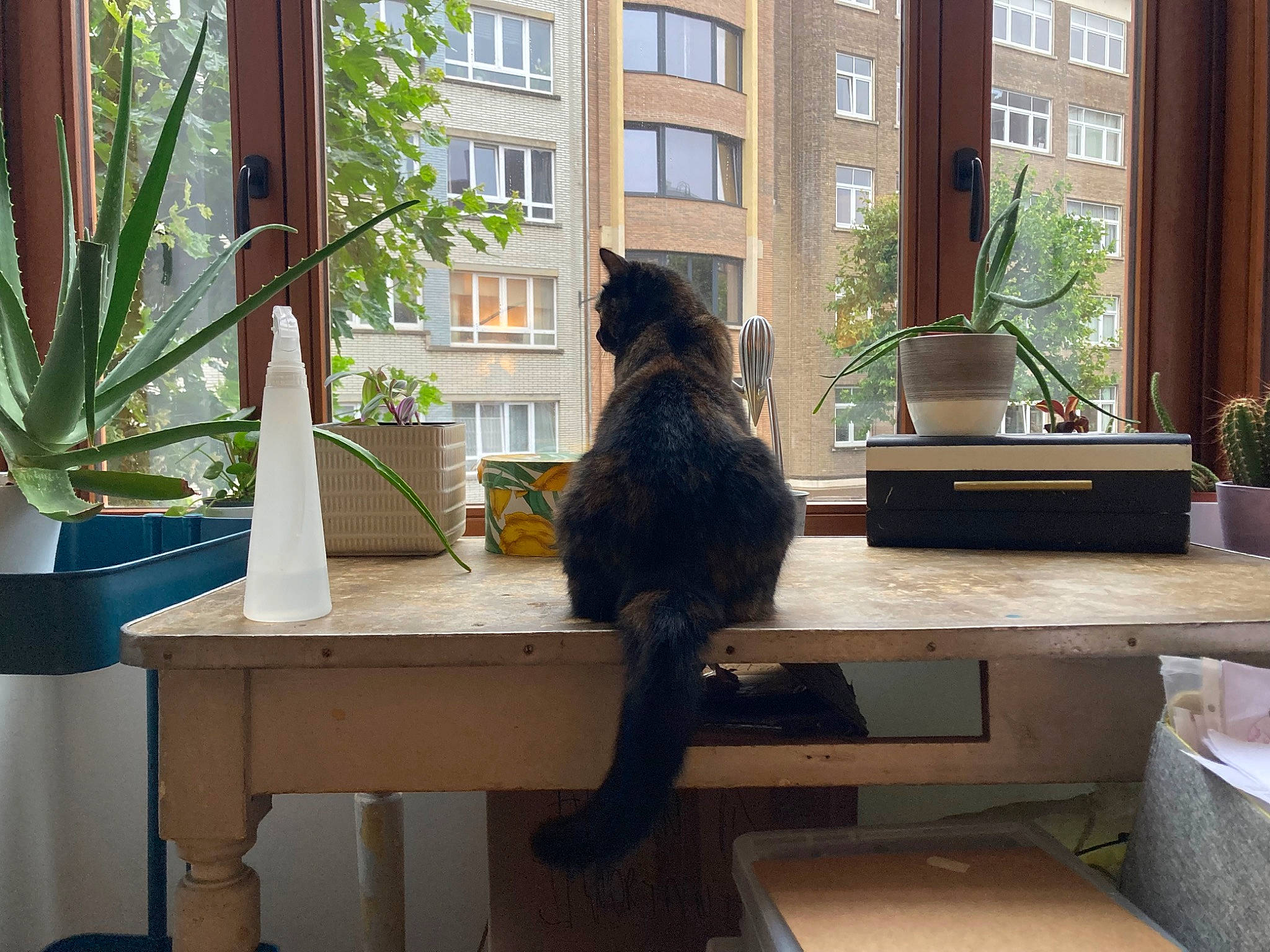 Diana a rejoint le concours — aidez-le/la à gagner de superbes lots ! building, carnivore, cat, felidae, floor, flooring, flowerpot, house, houseplant, interior_design, living_room, plant, room, shade, small_to_medium_sized_cats, table, tail, tree, window, wood