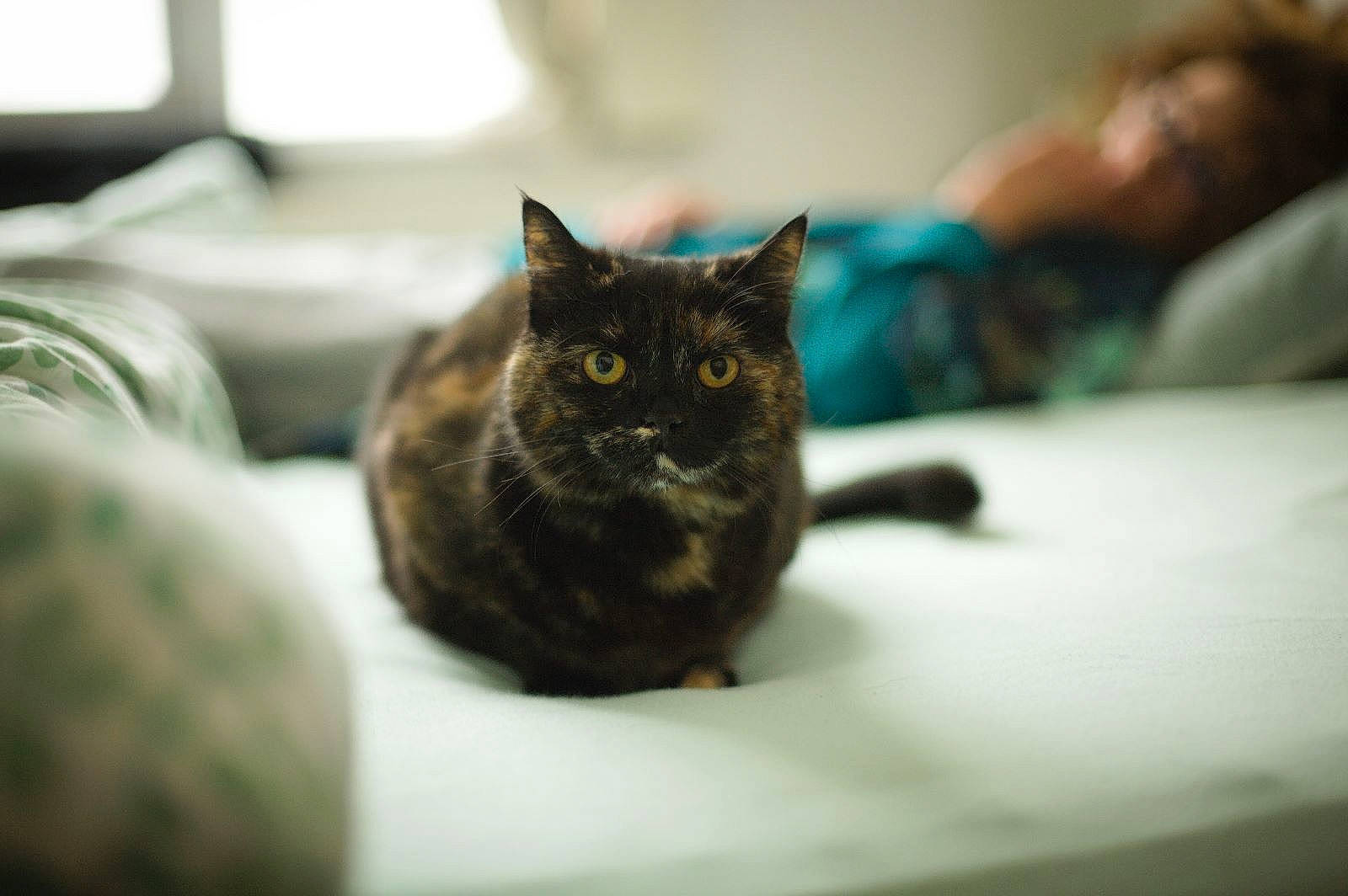 Diana participe au concours pour gagner de l'argent avec cette photo : carnivore, cat, comfort, domestic_short_haired_cat, felidae, fur, grey, small_to_medium_sized_cats, snout, whiskers