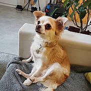 Ornella a rejoint le concours — aidez-le/la à gagner de superbes lots ! dog, small_dog, fluffy, sitting, indoor, couch, blanket, pet, collar, heart_pendant, fur, tail, plant, home, floor, eyes, ears, cute, domestic, relaxed