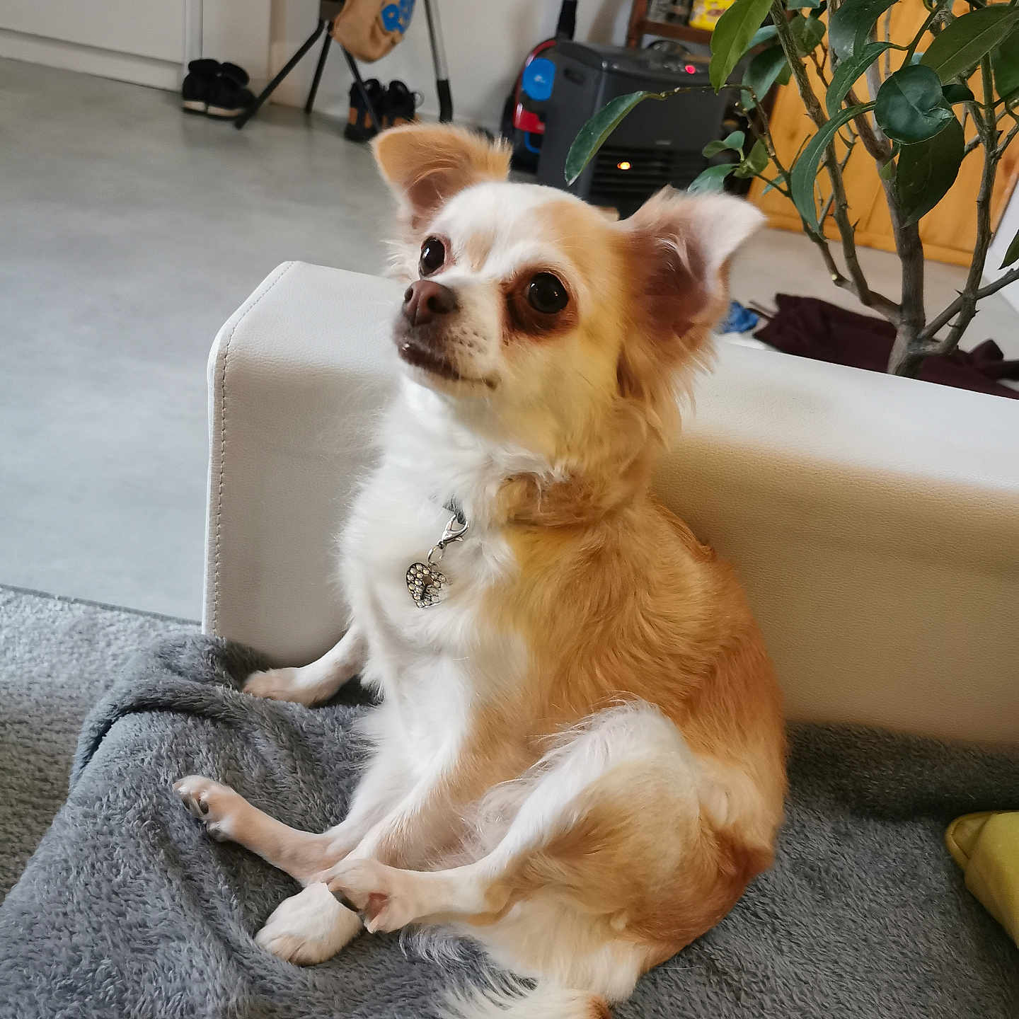 Ornella a rejoint le concours — aidez-le/la à gagner de superbes lots ! blanket, collar, couch, cute, dog, domestic, ears, eyes, floor, fluffy, fur, heart_pendant, home, indoor, pet, plant, relaxed, sitting, small_dog, tail