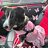 accessory, animal, black_and_white_dog, butterflies, car_interior, closeup, cute, decorations, dog, floral_pattern, happy, hearts, love_text, pet, pink_dress, portrait, seat, sunlight, tongue_out, window