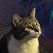 Sebastian is registered to the contest to win money with this photo: animal, carpet, cat, close_up, colorful_lighting, curious, ears, feline, fur, green_eyes, holiday_lights, indoor, looking_up, pet, photography, portrait, sitting, tabby_cat, whiskers, white_chest