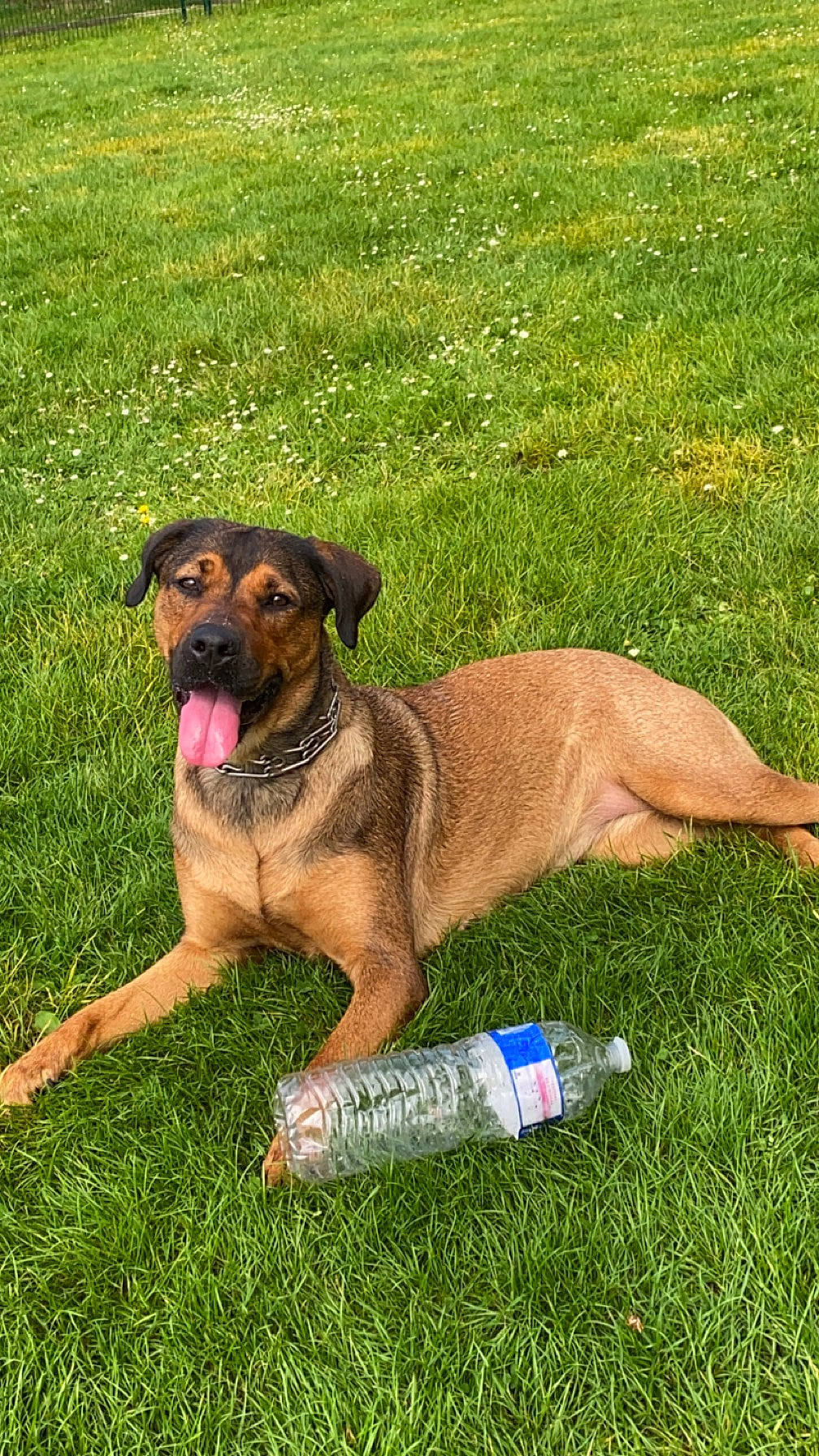 Queera a rejoint le concours — aidez-le/la à gagner de superbes lots ! bottle, canidae, carnivore, collar, companion_dog, dog, dog_breed, dog_collar, dog_supply, fawn, grass, guard_dog, liver, pet_supply, plastic_bottle, snout, sporting_group, tail, working_animal, working_dog