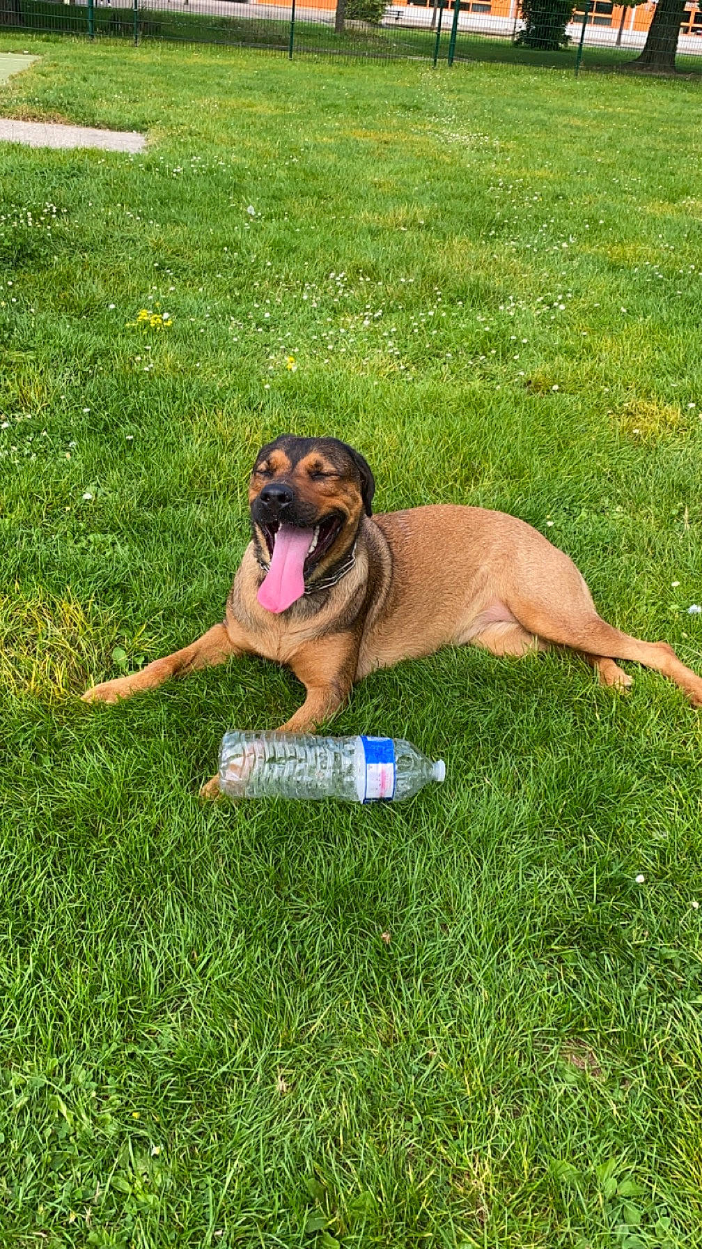 Queera a rejoint le concours — aidez-le/la à gagner de superbes lots ! biting, canidae, carnivore, companion_dog, dog, dog_breed, dog_supply, fawn, grass, grassland, groundcover, hound, hunting_dog, plant, sporting_group, tail, terrestrial_animal, working_dog