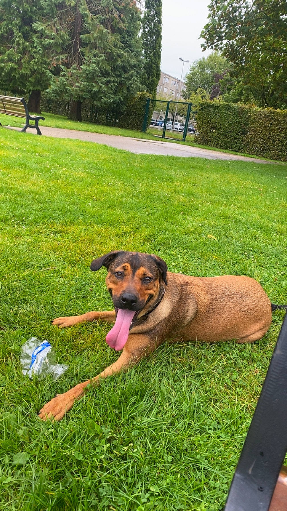 Queera a rejoint le concours — aidez-le/la à gagner de superbes lots ! canidae, carnivore, collar, companion_dog, dog, dog_breed, fawn, garden, grass, grassland, groundcover, landscaping, lawn, leisure, plant, snout, sporting_group, tree, working_animal, working_dog