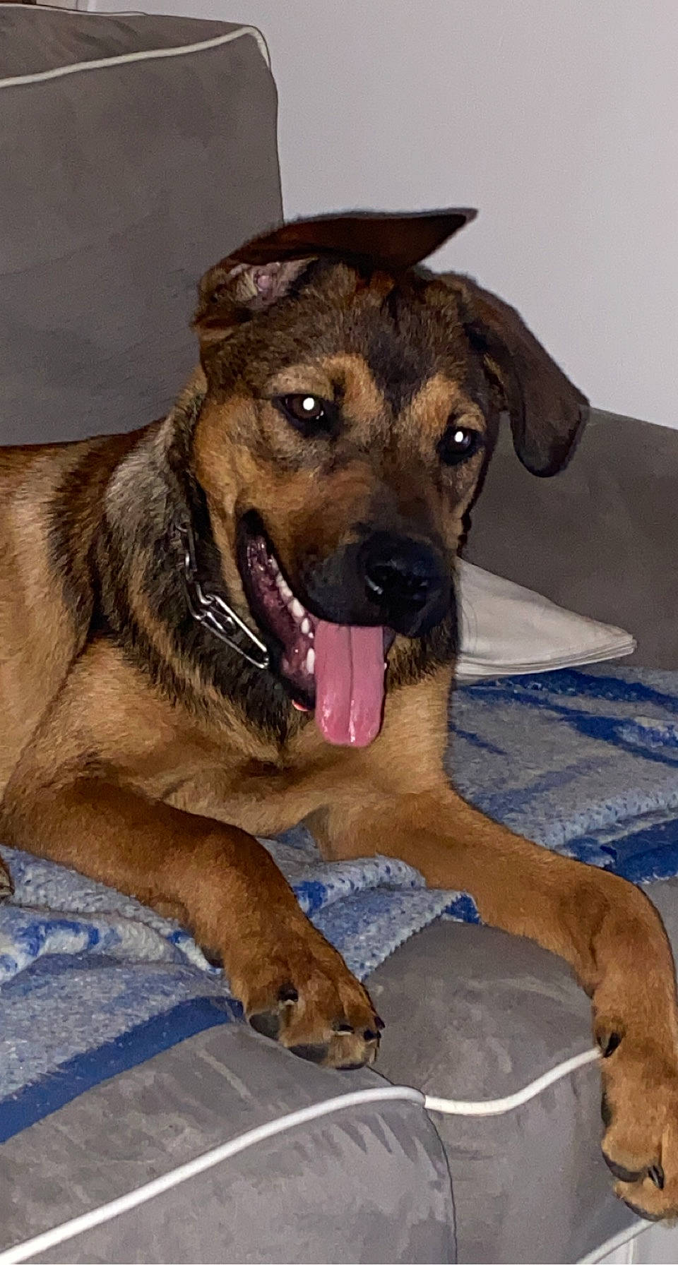 Queera participe au concours pour gagner de l'argent avec cette photo : canidae, carnivore, collar, companion_dog, dog, dog_breed, dog_collar, fawn, fur, guard_dog, liver, pet_supply, snout, sporting_group, whiskers, working_animal, working_dog