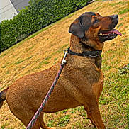 Queera a rejoint le concours — aidez-le/la à gagner de superbes lots ! alert, animal, building, canine, collar, daytime, dog, grass, happy, hedge, leash, nature, outdoor, park, pet, side_view, sky, standing, tongue_out, tree