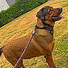 alert, animal, building, canine, collar, daytime, dog, grass, happy, hedge, leash, nature, outdoor, park, pet, side_view, sky, standing, tongue_out, tree