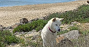 Iris a rejoint le concours — aidez-le/la à gagner de superbes lots ! beach, beachgrass, breakwater, clouds, coastal, collar, dog, nature, ocean, outdoor, pet, rocks, sand, sea, seaside, shoreline, shrubs, sky, vegetation, white_dog