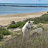 beach, beachgrass, breakwater, clouds, coastal, collar, dog, nature, ocean, outdoor, pet, rocks, sand, sea, seaside, shoreline, shrubs, sky, vegetation, white_dog