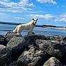 Iris a rejoint le concours — aidez-le/la à gagner de superbes lots ! animal_portrait, beach, blue_sky, clouds, coast, dog, landscape, nature, ocean, outdoors, red_collar, rocks, rocky_beach, seascape, shoreline, standing, sunny, travel_photo, water, white_dog