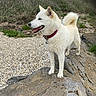 beach, blue_sky, bushes, coastal, collar, curled_tail, dog, fluffy, happy, nature, open_mouth, outdoors, pointy_ears, portrait, rocky_shore, scrubland, shoreline, standing, trees, white_dog