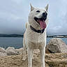 Iris participe au concours pour gagner de l'argent avec cette photo : cloudy_sky, coast, collar, dog, happy, nature, open_mouth, outdoors, panting, pet, photography, portrait, rocks, seaside, shoreline, standing, tongue, travel, water, white_dog