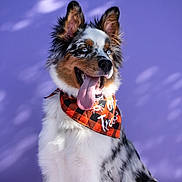 Aros a rejoint le concours — aidez-le/la à gagner de superbes lots ! dog, australian_shepherd, blue_eyes, tongue_out, bandana, orange_bandana, black_and_orange, checkered_pattern, fluffy, happy, pet, animal, portrait, purple_background, studio_photo, smiling, canine, fur, ears_up, playful