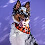 animal, australian_shepherd, bandana, black_and_orange, blue_eyes, canine, checkered_pattern, dog, ears_up, fluffy, fur, happy, orange_bandana, pet, playful, portrait, purple_background, smiling, studio_photo, tongue_out