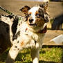 Aros participe au concours pour gagner de l'argent avec cette photo : dog, australian_shepherd, blue_eyes, bandana, leash, fur, outdoor, grass, sunlight, pet, animal, standing, alert, nature, garden, daylight, canine, mammal, portrait, domestic_animal