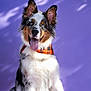 Aros a rejoint le concours — aidez-le/la à gagner de superbes lots ! dog, australian_shepherd, blue_eyes, bandana, orange_bandana, tongue_out, ears_up, fur, pet, animal, portrait, studio, purple_background, happy, sitting, cute, canine, fluffy, smiling, domestic_animal