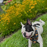 Diamond joined the competition — help win amazing prizes! dog, french_bulldog, pet, grass, yellow_flowers, bandana, portrait, outdoor, close_up, black_and_white, muzzle, tongue, happy, playful, shallow_depth_of_field, lawn, greenery, canine, summer, flower_bed