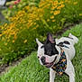 dog, french_bulldog, pet, grass, yellow_flowers, bandana, portrait, outdoor, close_up, black_and_white, muzzle, tongue, happy, playful, shallow_depth_of_field, lawn, greenery, canine, summer, flower_bed