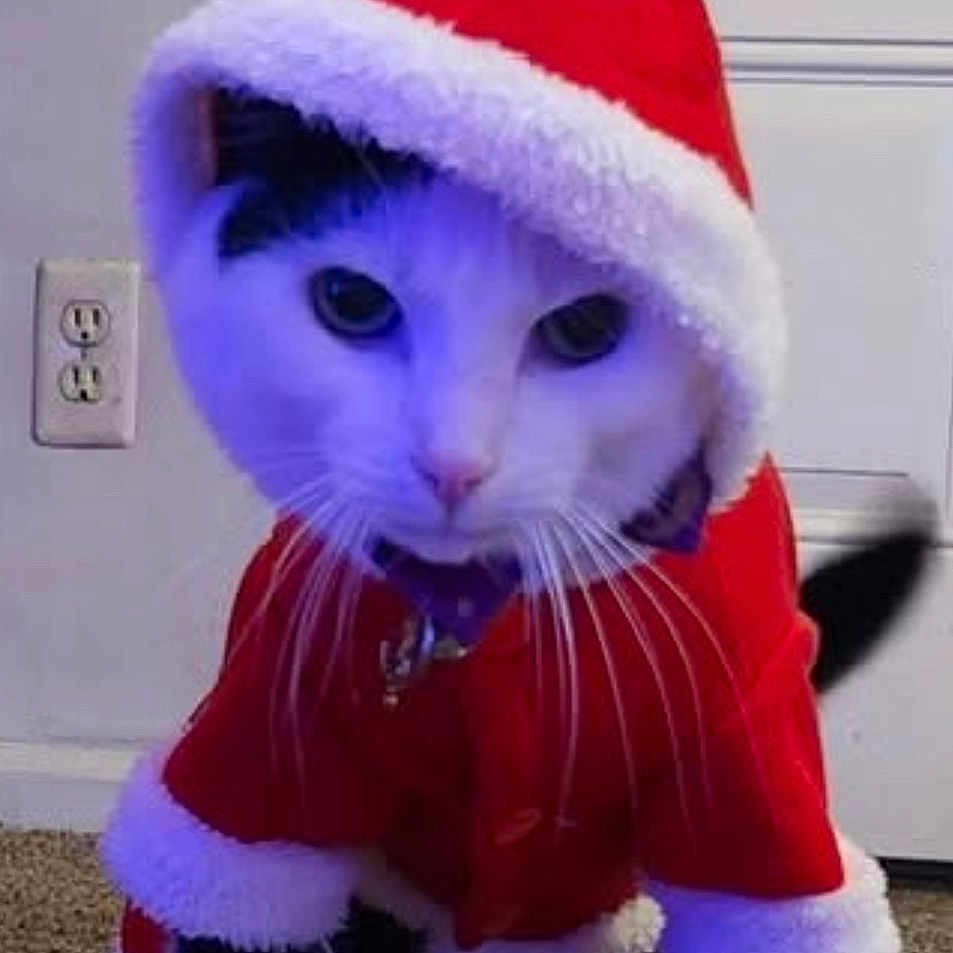 Spooky is registered to the contest to win money with this photo: angora, animal, cat, christmas, clothing, doll, elf, festival, hat, head, kitten, manx, person, pet, santaclaus, toy