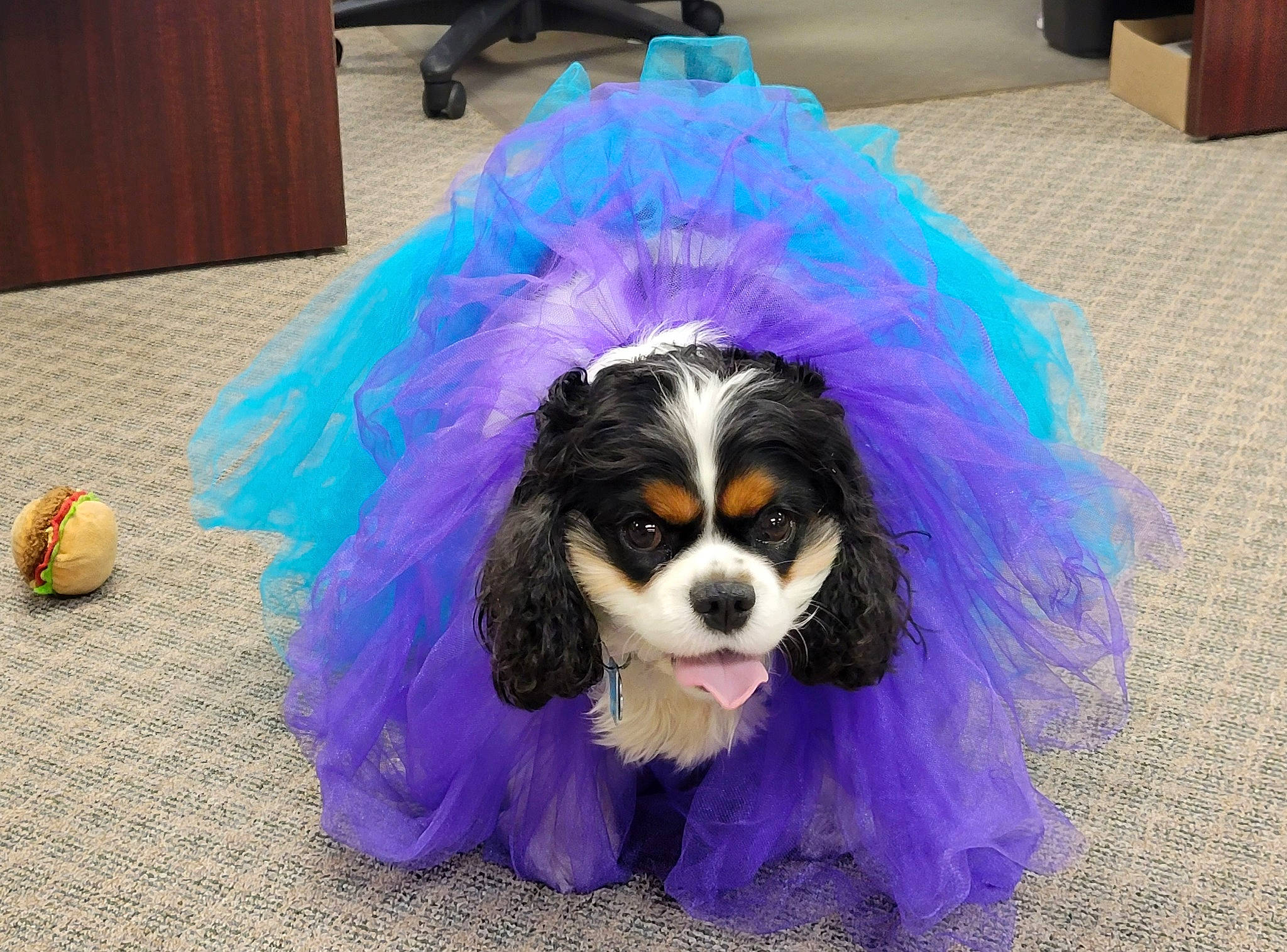 Little D joined the competition — help win amazing prizes! canidae, carnivore, companion_dog, dog, dog_breed, dog_supply, electric_blue, fashion_accessory, fur, hardwood, hat, liver, non_sporting_group, snout, sporting_group, toy_dog, wig, working_animal, working_dog