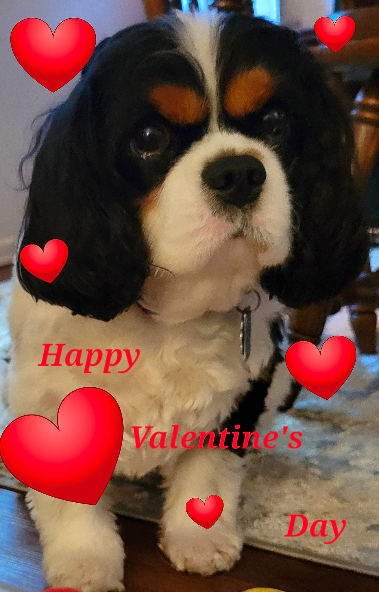 Little D joined the competition — help win amazing prizes! canidae, carnivore, cavalier_king_charles_spaniel, companion_dog, dog, dog_breed, dog_supply, event, fur, king_charles_spaniel, mammal, snout, sporting_group, toy_dog, vertebrate, white, working_animal, working_dog