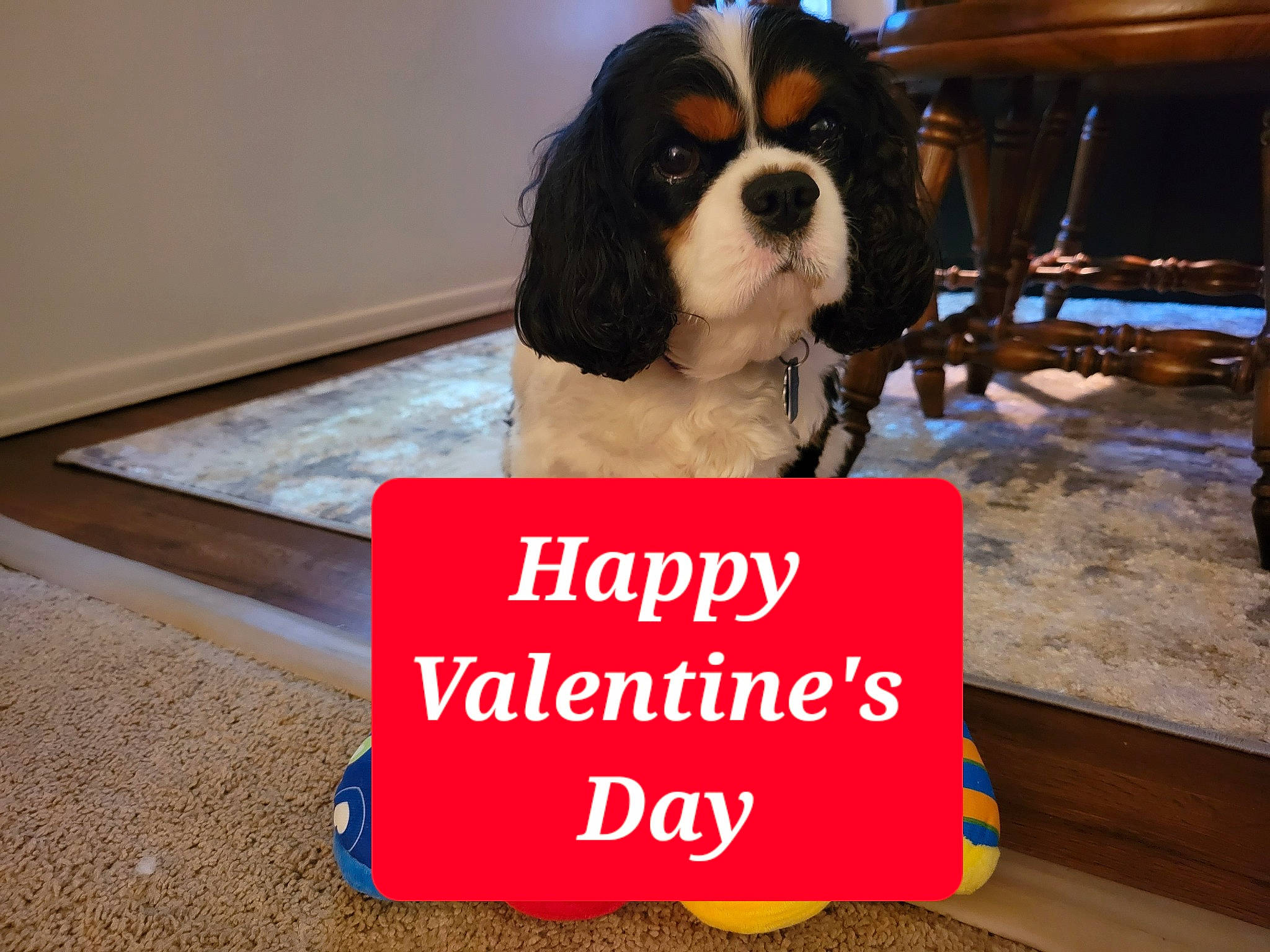Little D joined the competition — help win amazing prizes! advertising, canidae, carnivore, cavalier_king_charles_spaniel, chair, companion_dog, dog, dog_breed, dog_supply, flooring, fur, happy, pet_supply, photo_caption, spaniel, sporting_group, toy_dog, wood, working_animal, working_dog