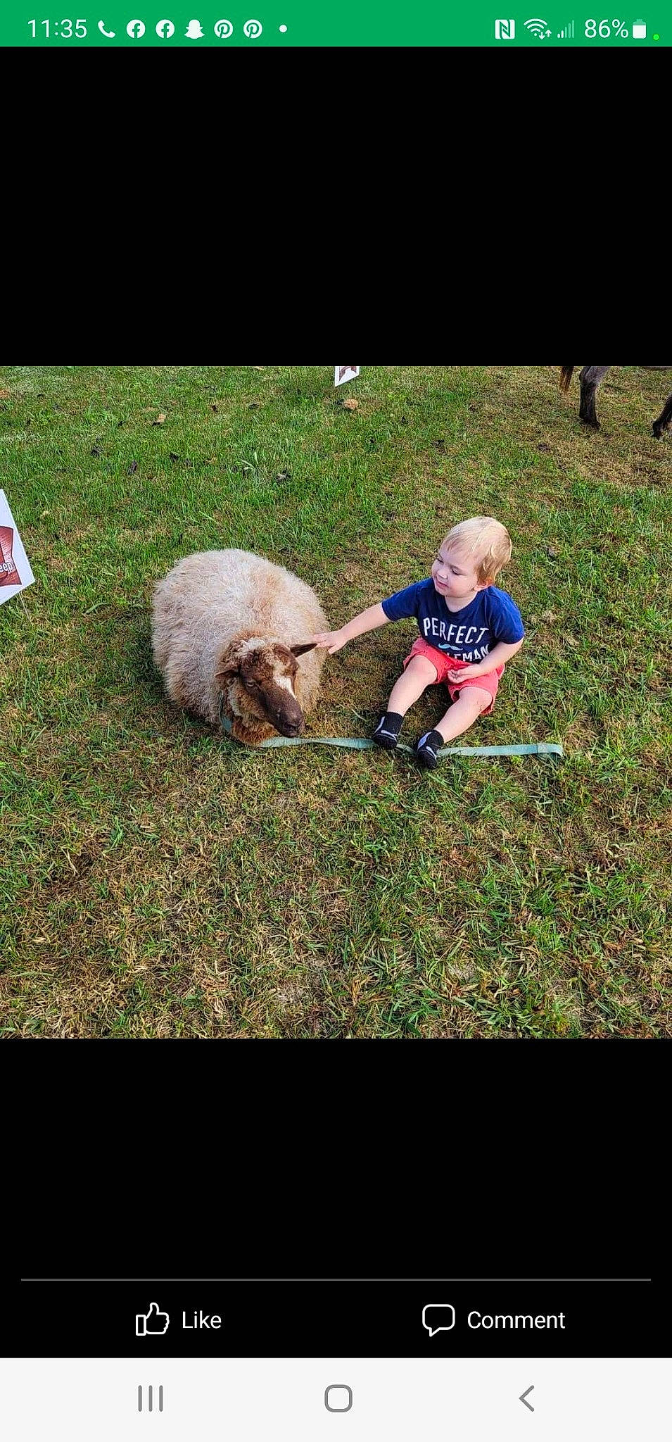 Vincent joined the competition — help win amazing prizes! companion_dog, dog_breed, event, fawn, flag, grass, grass_family, grassland, grazing, happy, landscape, lawn, livestock, pasture, people_in_nature, person, recreation, sheep, terrestrial_animal, working_animal