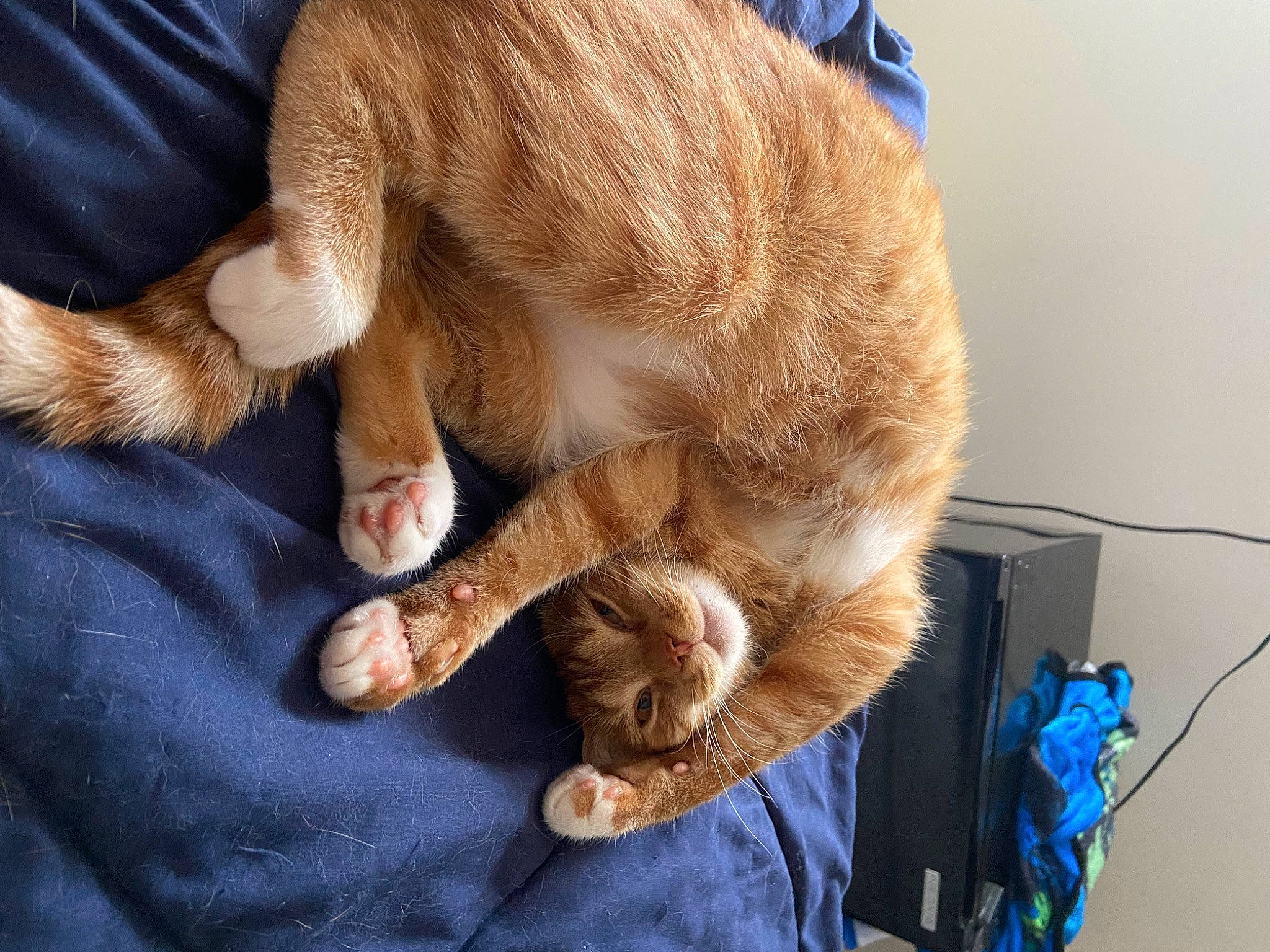 Ali joined the competition — help win amazing prizes! blue, carnivore, cat, claw, collar, comfort, companion_dog, dog_breed, domestic_short_haired_cat, ear, fawn, felidae, fur, gesture, human_leg, paw, small_to_medium_sized_cats, snout, tail, whiskers