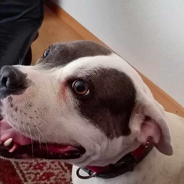 Milka participe au concours pour gagner de l'argent avec cette photo : accessories, animal, bodypart, bostonbull, boxer, bulldog, canine, collar, dog, hound, indoors, interiordesign, mouth, person, pet, pitbull, pointer, puppy, snout, text