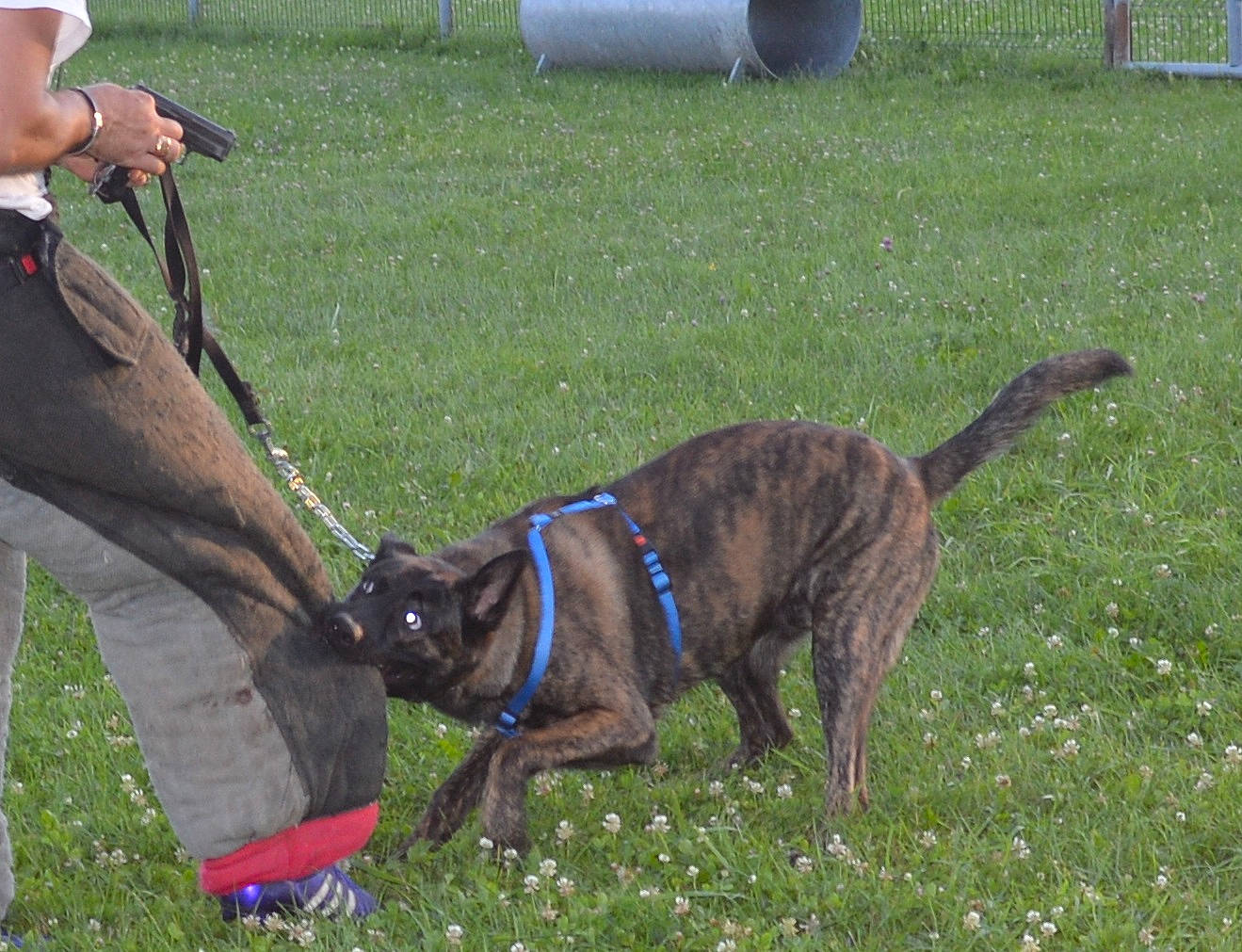 Indian a rejoint le concours — aidez-le/la à gagner de superbes lots ! animal_sports, canidae, carnivore, collar, companion_dog, dog, dog_breed, dog_collar, dog_sports, fawn, flower, grass, leash, liver, pet_supply, plant, snout, sporting_group, tail, working_animal