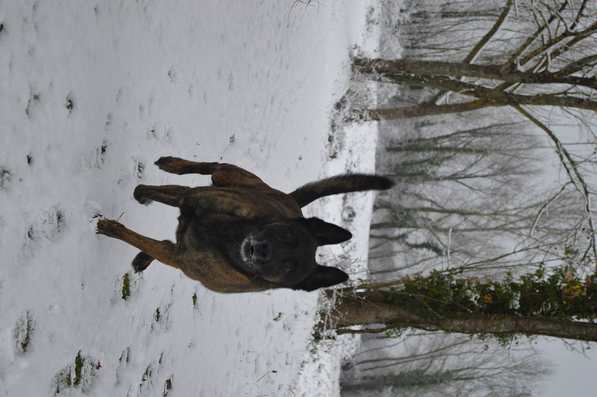 Indian participe au concours pour gagner de l'argent avec cette photo : canidae, carnivore, dog, dog_breed, fawn, freezing, hunting_dog, plant, recreation, snout, snow, sporting_group, tail, terrestrial_animal, tree, twig, winter, wood, working_animal