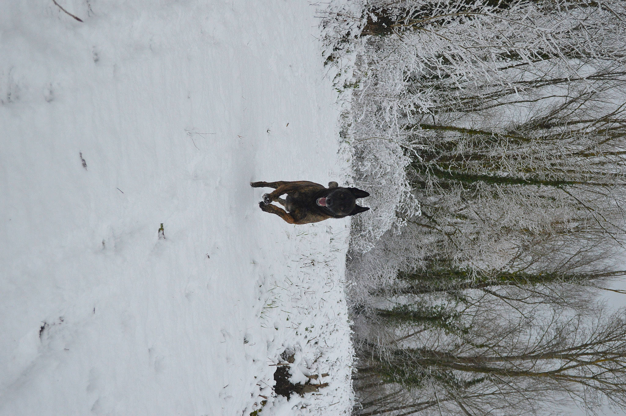 Indian participe au concours pour gagner de l'argent avec cette photo : beak, freezing, frost, geological_phenomenon, grey, ice, monochrome, monochrome_photography, plant, recreation, slope, snow, tree, trunk, twig, water, wildlife, window, winter, wood