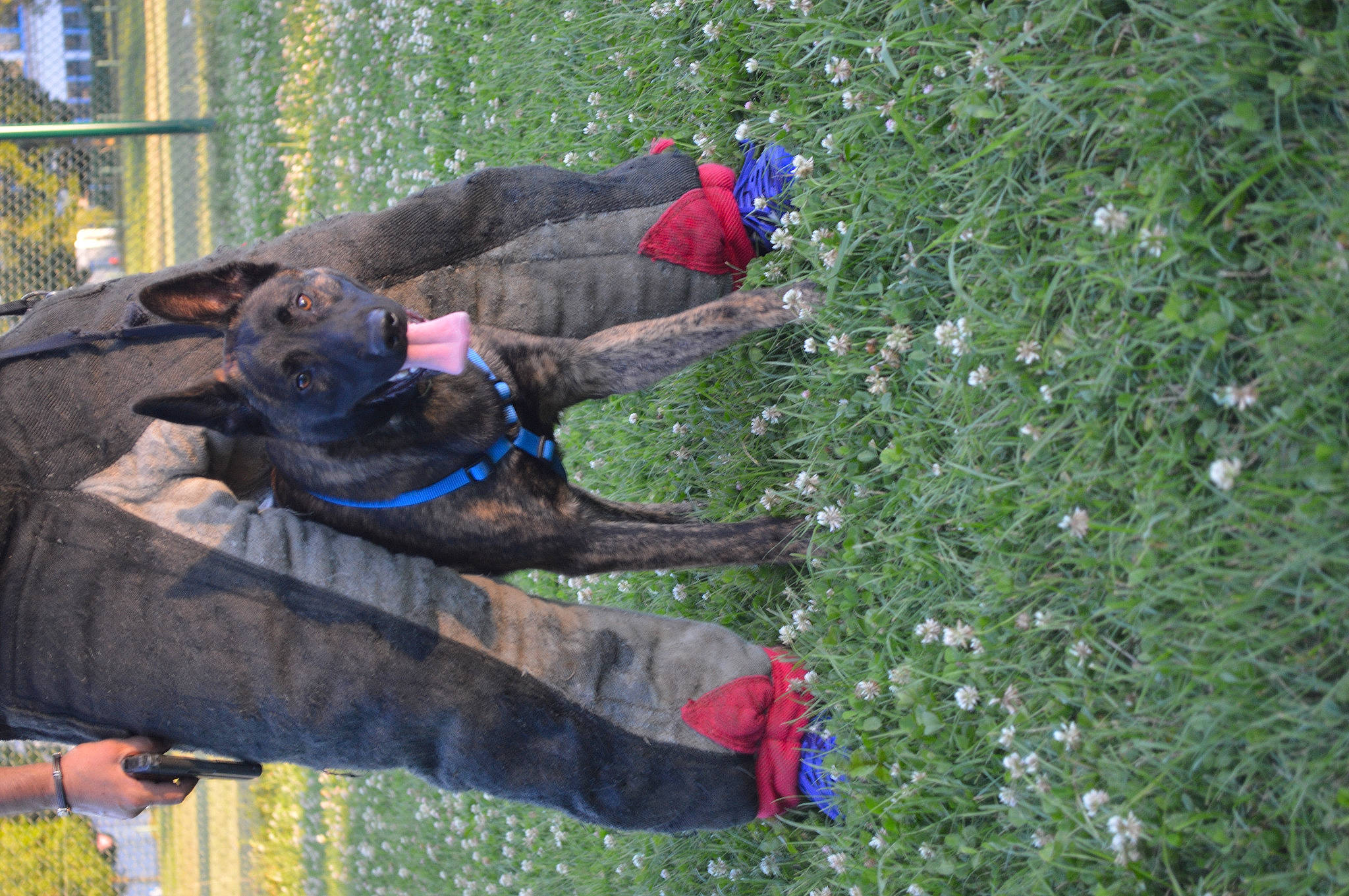 Indian participe au concours pour gagner de l'argent avec cette photo : adventure, canidae, carnivore, collar, dog, dog_breed, dog_collar, fun, grass, groundcover, guard_dog, pet_supply, plant, recreation, shrub, sporting_group, tree, window, working_animal, working_dog