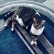 Montana joined the competition — help win amazing prizes! cat, tabby, pet, indoor, animal, fur, whiskers, paws, relaxed, resting, carpet, pattern, striped, cute, domestic, mammal, feline, crossed_paws, looking_up, texture